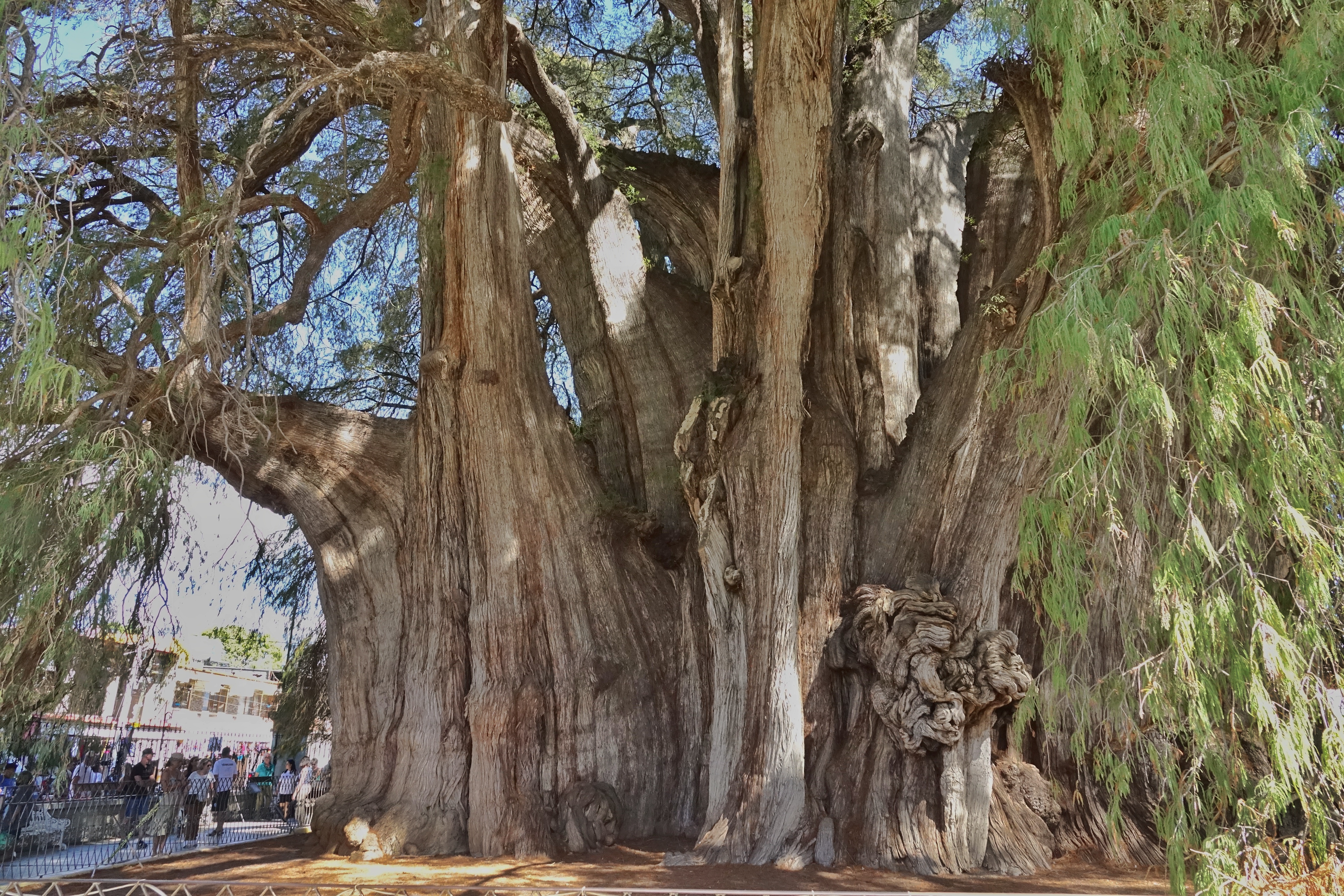 Arbre géant près de Puebla